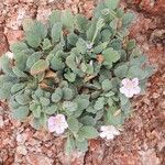 Erodium corsicum Yaprak