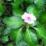 Impatiens flaccida Flower