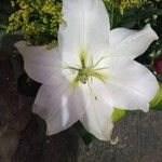 Lilium candidumЦвят