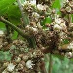 Cupania rufescens 果實