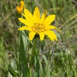 Wyethia angustifolia Fiore