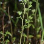 Veronica acinifolia Pokrój