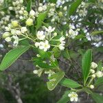 Calophyllum caledonicum Deilen