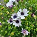 Osteospermum fruticosumFlower