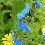 Cynoglossum amabile Λουλούδι