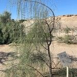 Moringa peregrina Habitat