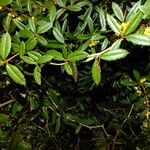 Berberis julianae 叶