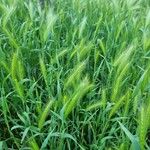 Hordeum pusillum برگ