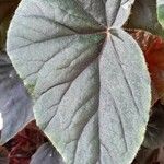 Begonia minor Leaf