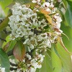 Pyrus pashia Flower