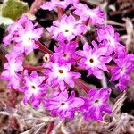 Abronia umbellata Flower