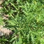 Artemisia annua Blad