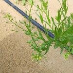 Camelina sativa عادت داشتن