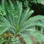 Encephalartos lehmannii ഇല