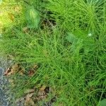 Equisetum sylvaticum List