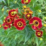 Helenium autumnale Květ