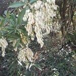 Pieris japonicaLiść