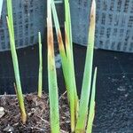 Typha minima Hoja