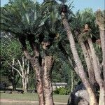 Cycas pectinata عادت داشتن