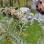 Eucalyptus pulverulenta Blomst