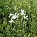 Ornithogalum narbonense Flower