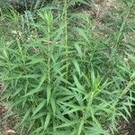 Solidago altissima Blatt