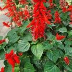 Salvia splendens ᱛᱟᱦᱮᱸ