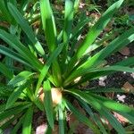 Hymenocallis fragrans Folla