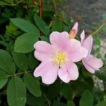 Rosa virginiana Blüte