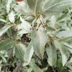 Elaeagnus commutata Fruto