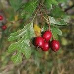 Crataegus monogyna 果實