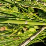 Equisetum hyemale Other