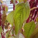 Amaranthus caudatus Листок