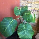 Ficus abutilifolia Blatt