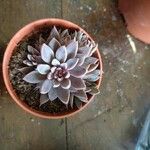 Graptopetalum rusbyi ഇല