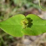 Euphorbia dulcis Hoja