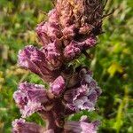 Orobanche crenata Flower