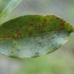 Syzygium borbonicum Leaf