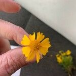 Helenium amarum Flower