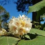 Dombeya burgessiae Цвят