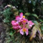 Begonia cucullataKvět