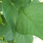 Psophocarpus tetragonolobus Лист