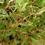 Hypericum patulum List