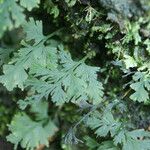 Hymenophyllum polyanthos Folla