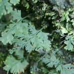 Hymenophyllum polyanthos Folha