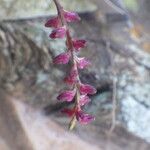 Bulbophyllum pumilum Flor