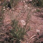 Cirsium mohavense Habitatea