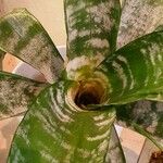 Aechmea fasciata Leaf