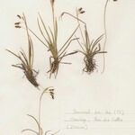 Carex capillaris Staniste