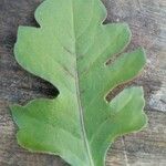 Quercus pyrenaica Leaf